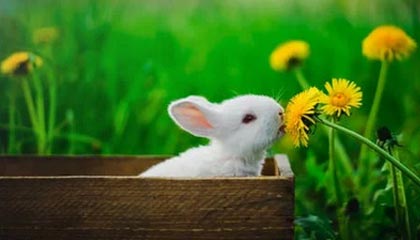 开云体育在线：以信赖与热情点亮你的体育之旅